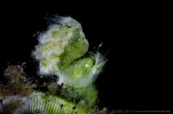 G R E E N 
Green algae shrimp (Phycocaris sp.)
Tulamben... by Irwin Ang 